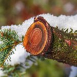 Ekologiczne zalety drewna świerkowego - dlaczego warto wybierać to surowce?