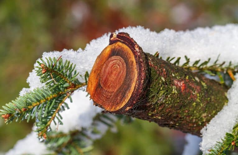 Ekologiczne zalety drewna świerkowego – dlaczego warto wybierać to surowce?