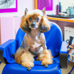 Stylowa pielęgnacja sierści – odwiedź salon fryzjerski dla psów