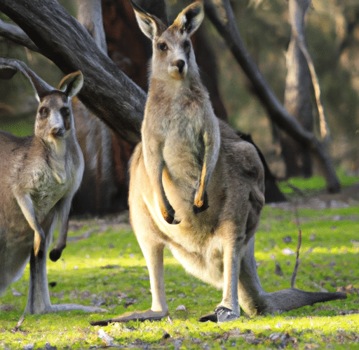 Kangury – niezwykłe skoczki z Australii podziwiane i uwielbiane przez mieszkańców