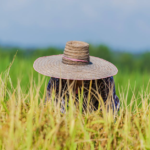 Wzajemne powiązania rolnictwa i przemysłu: Klucz do zrównoważonego rozwoju