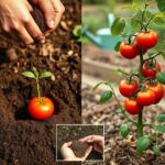 ziemia ogrodowa kołbiel